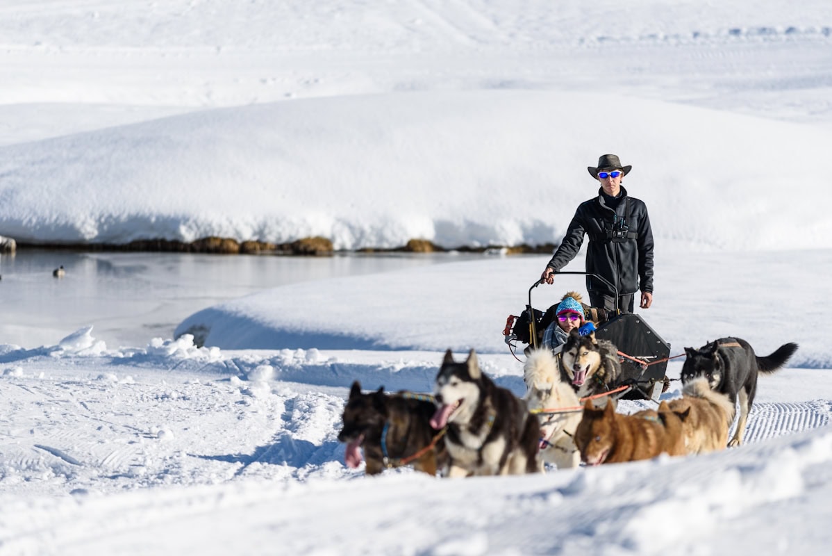Chien de traineaux à Tignes le Lace - Greg Mistral